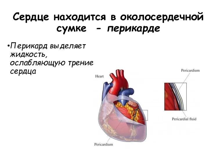 Сердце находится в околосердечной сумке - перикарде Перикард выделяет жидкость, ослабляющую трение сердца