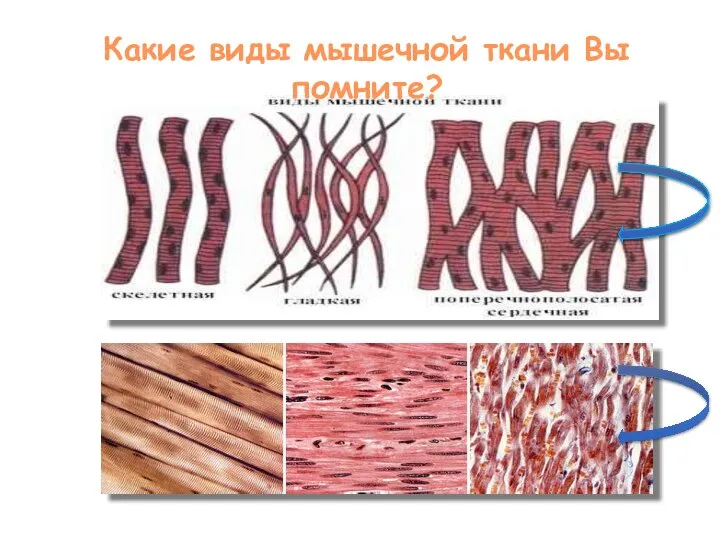 Какие виды мышечной ткани Вы помните?