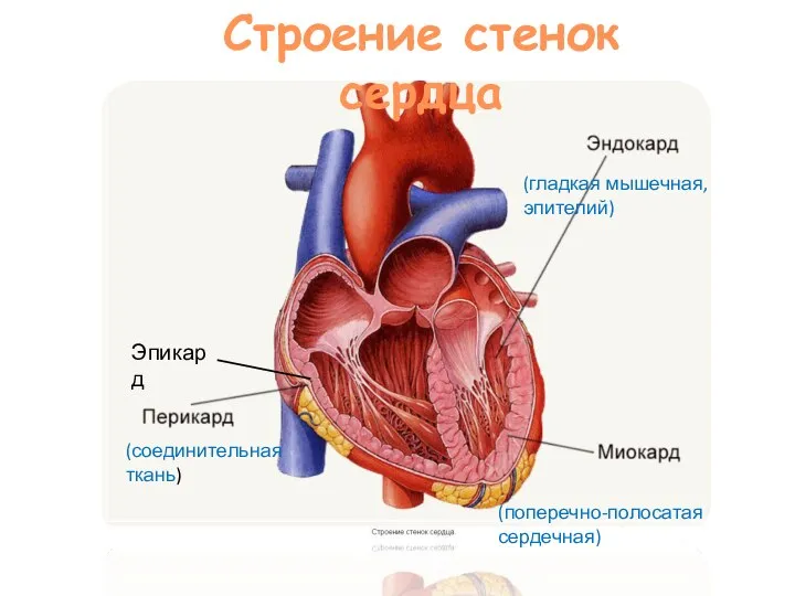 Строение стенок сердца (соединительная ткань) (поперечно-полосатая сердечная) (гладкая мышечная, эпителий) Эпикард