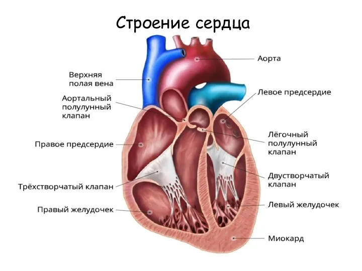 Строение сердца