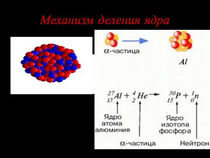 Механизм деления ядра Ядро имеет форму шара. Поглотив альфа-частицу , ядро