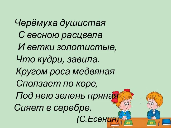 Черёмуха душистая С весною расцвела И ветки золотистые, Что кудри, завила.