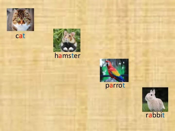 cat hamster parrot rabbit