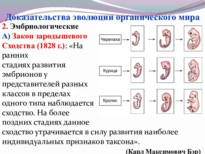 2. Эмбриологические А) Закон зародышевого Сходства (1828 г.): «На ранних стадиях