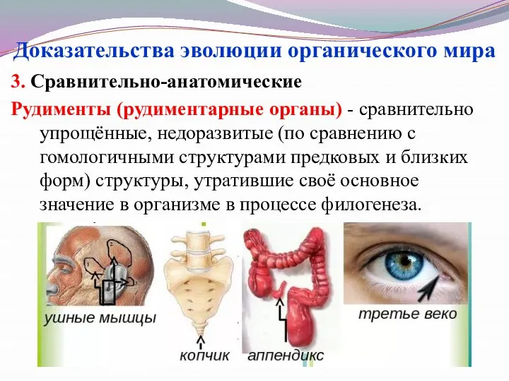 3. Сравнительно-анатомические Рудименты (рудиментарные органы) - сравнительно упрощённые, недоразвитые (по сравнению