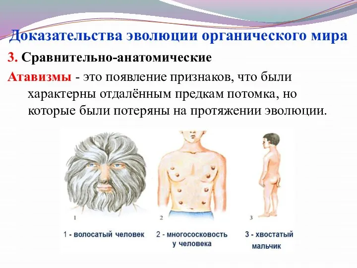 3. Сравнительно-анатомические Атавизмы - это появление признаков, что были характерны отдалённым