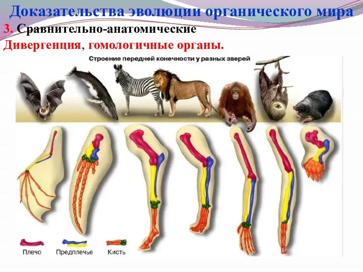 3. Сравнительно-анатомические Дивергенция, гомологичные органы. Доказательства эволюции органического мира