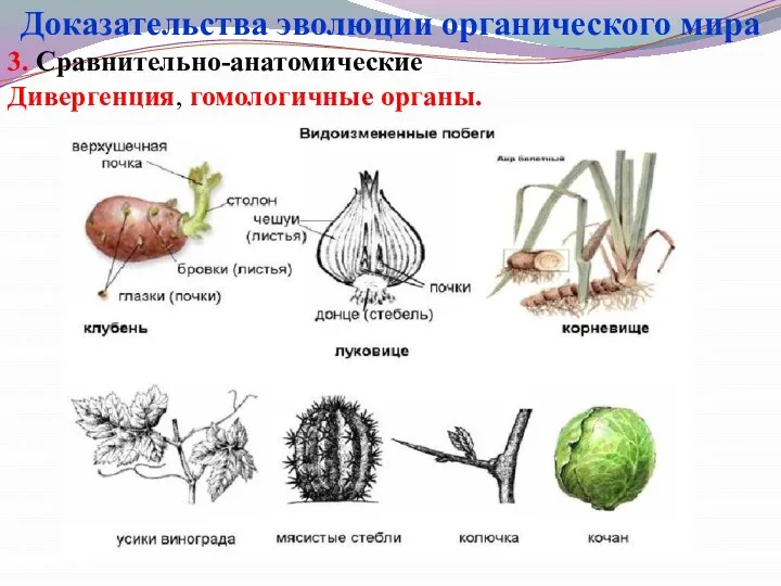 3. Сравнительно-анатомические Дивергенция, гомологичные органы. Доказательства эволюции органического мира