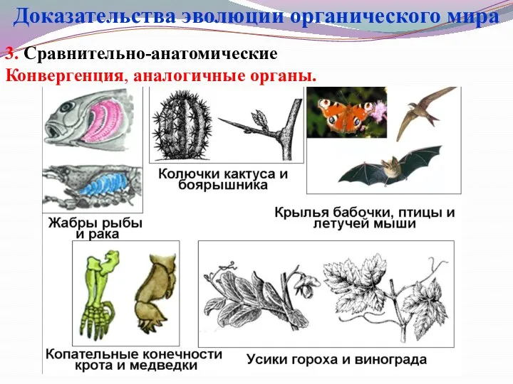 3. Сравнительно-анатомические Конвергенция, аналогичные органы. Доказательства эволюции органического мира