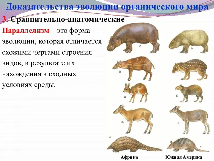 3. Сравнительно-анатомические Параллелизм – это форма эволюции, которая отличается схожими чертами