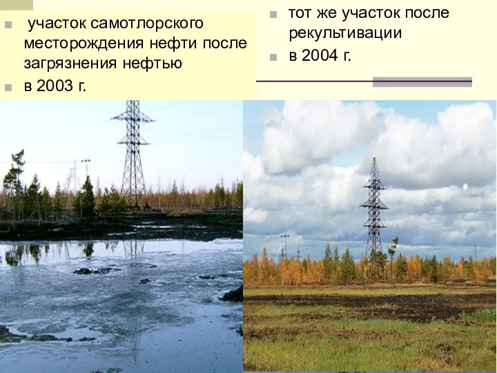 тот же участок после рекультивации в 2004 г. участок самотлорского месторождения