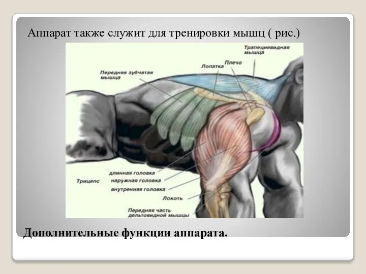 Дополнительные функции аппарата. Аппарат также служит для тренировки мышц ( рис.)