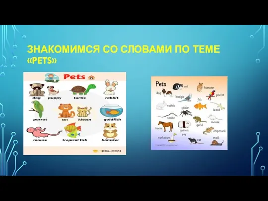 ЗНАКОМИМСЯ СО СЛОВАМИ ПО ТЕМЕ «PETS»