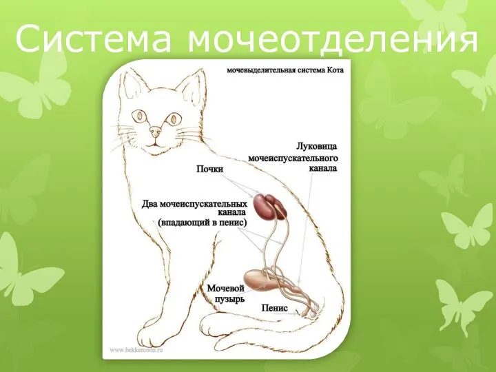 Система мочеотделения