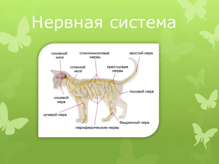 Нервная система