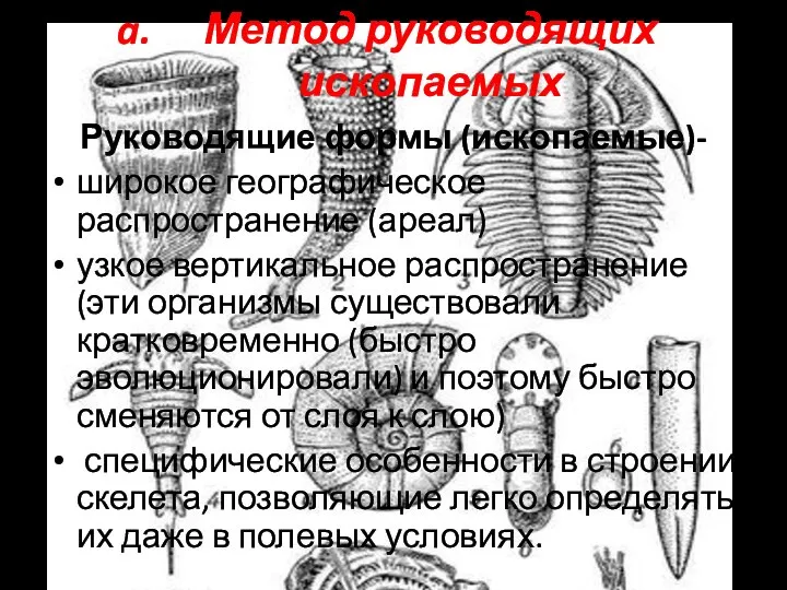 Метод руководящих ископаемых Руководящие формы (ископаемые)- широкое географическое распространение (ареал) узкое