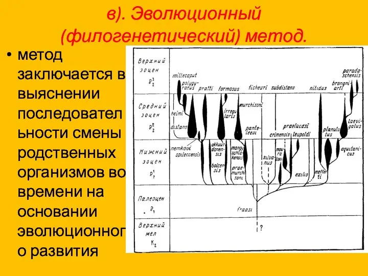 в). Эволюционный (филогенетический) метод. метод заключается в выяснении последовательности смены родственных