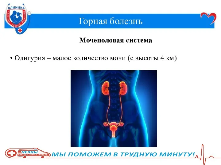 Горная болезнь Мочеполовая система Олигурия – малое количество мочи (с высоты 4 км)