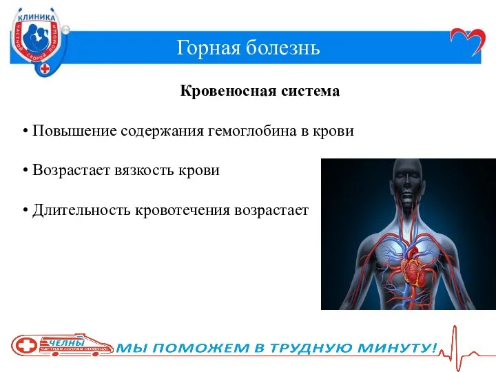 Горная болезнь Кровеносная система Повышение содержания гемоглобина в крови Возрастает вязкость крови Длительность кровотечения возрастает