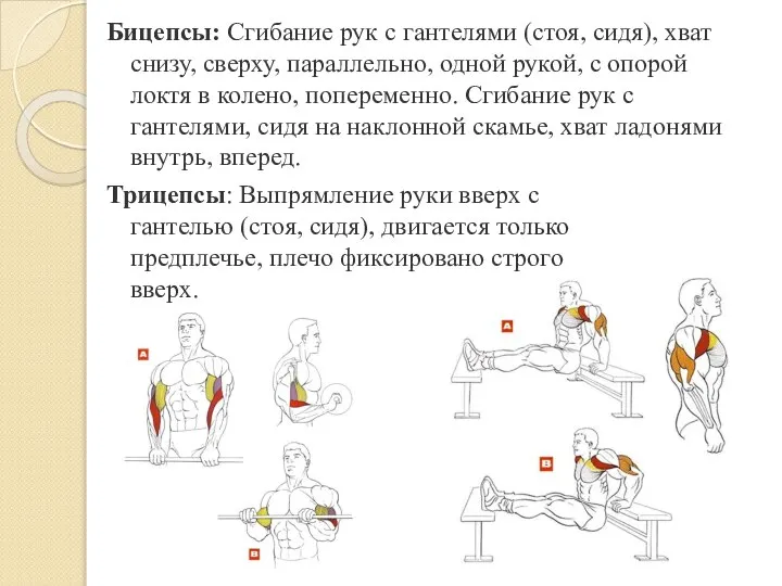 Бицепсы: Сгибание рук с гантелями (стоя, сидя), хват снизу, сверху, параллельно,