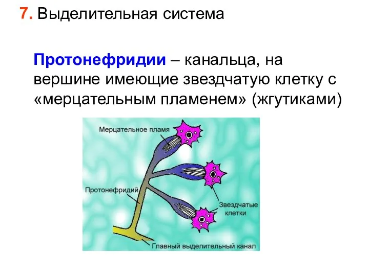 7. Выделительная система Протонефридии – канальца, на вершине имеющие звездчатую клетку с «мерцательным пламенем» (жгутиками)