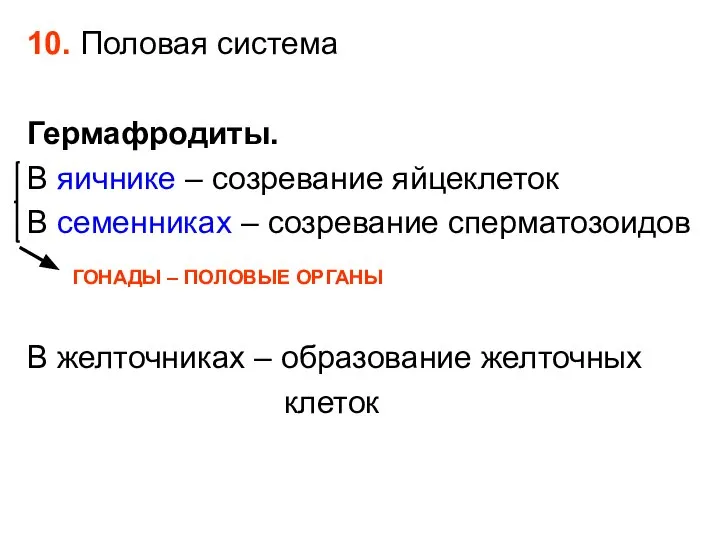 10. Половая система Гермафродиты. В яичнике – созревание яйцеклеток В семенниках