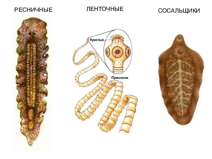 РЕСНИЧНЫЕ ЛЕНТОЧНЫЕ СОСАЛЬЩИКИ