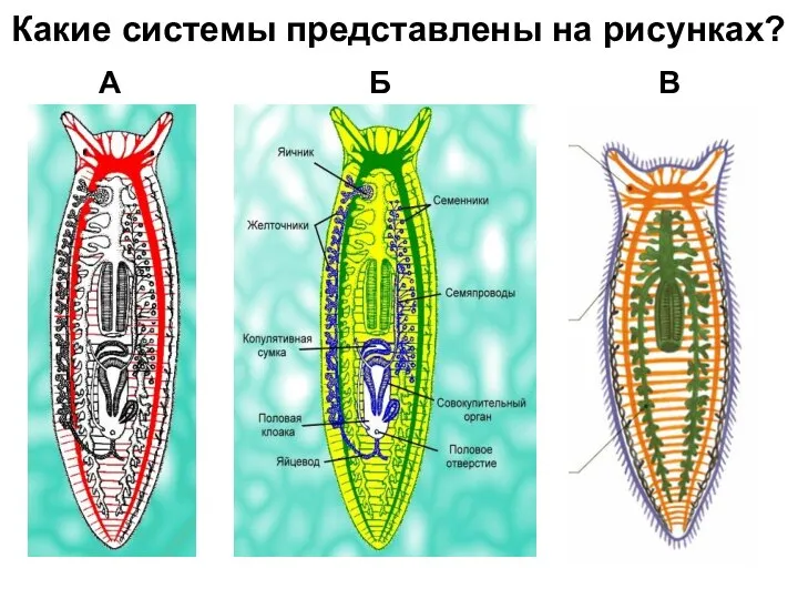 Какие системы представлены на рисунках? А Б В