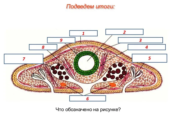 Что обозначено на рисунке? Подведем итоги: 1 2 3 4 5 6 7 8 9