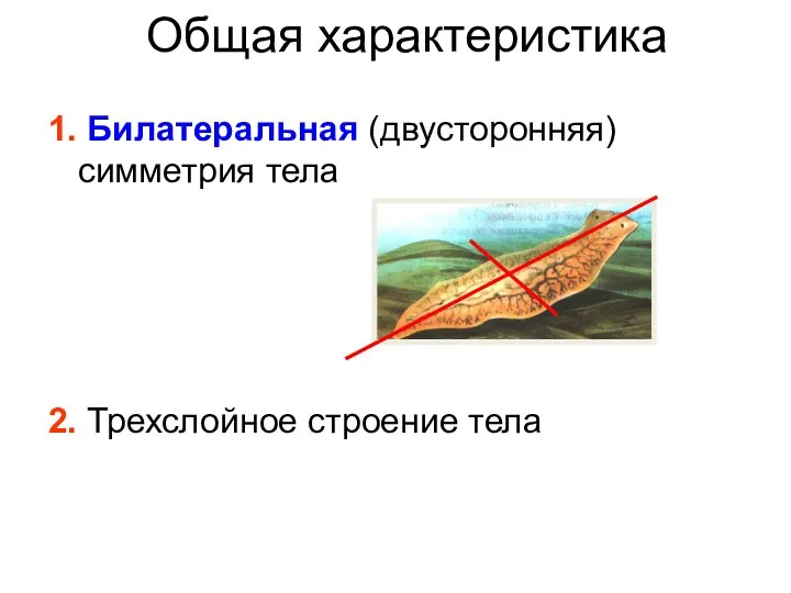 Общая характеристика 1. Билатеральная (двусторонняя) симметрия тела 2. Трехслойное строение тела