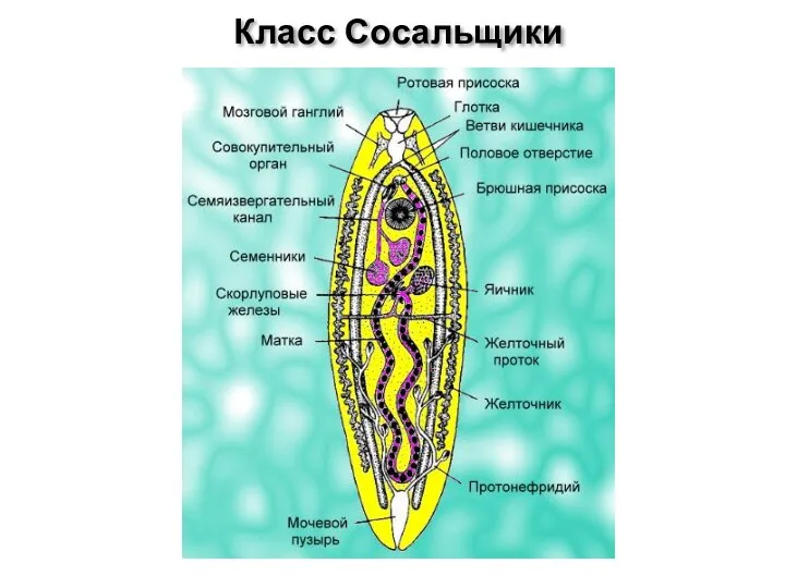 Класс Сосальщики