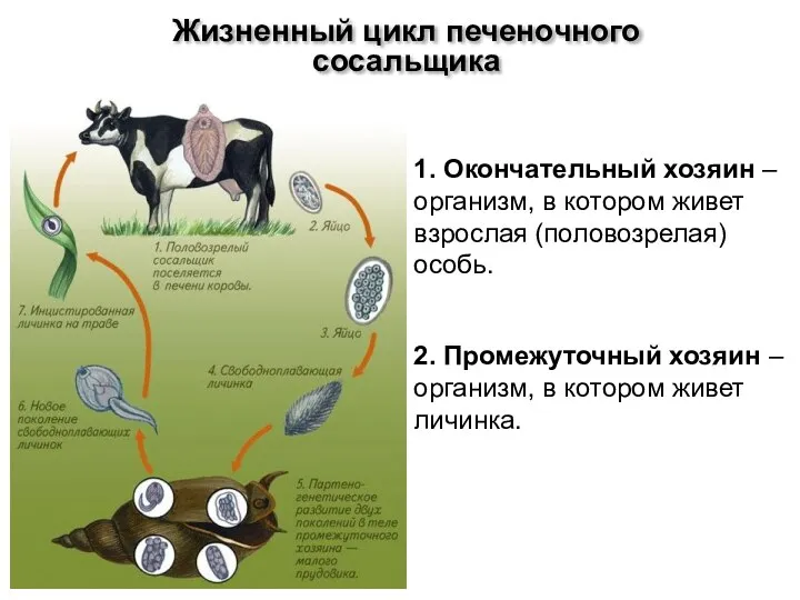 Жизненный цикл печеночного сосальщика 1. Окончательный хозяин – организм, в котором