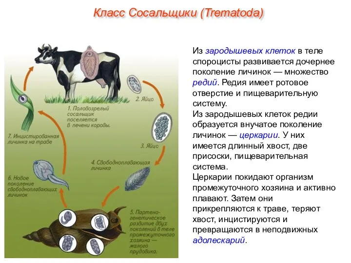 Из зародышевых клеток в теле спороцисты развивается дочернее поколение личинок —