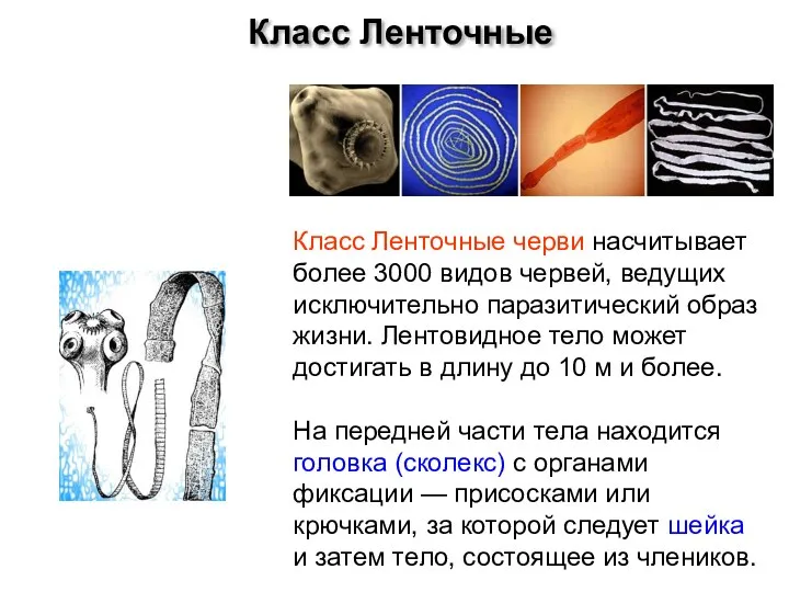 Класс Ленточные черви насчитывает более 3000 видов червей, ведущих исключительно паразитический