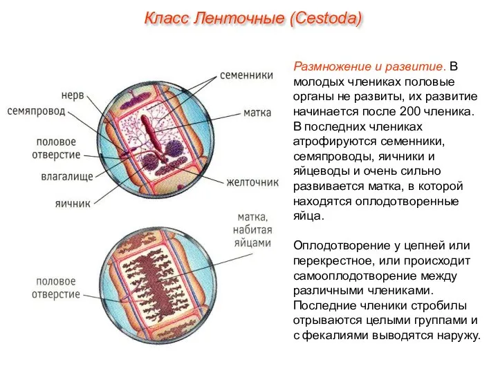 Размножение и развитие. В молодых члениках половые органы не развиты, их