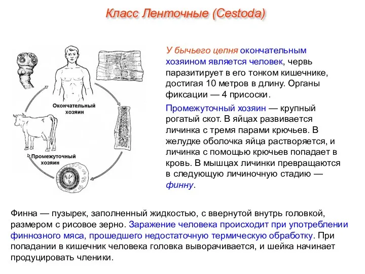 У бычьего цепня окончательным хозяином является человек, червь паразитирует в его