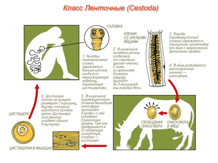 Класс Ленточные (Cestoda)