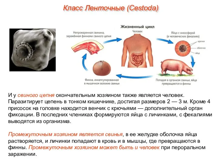 И у свиного цепня окончательным хозяином также является человек. Паразитирует цепень