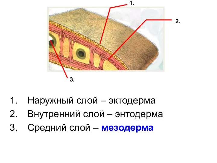 Наружный слой – эктодерма Внутренний слой – энтодерма Средний слой – мезодерма 3. 2. 1.