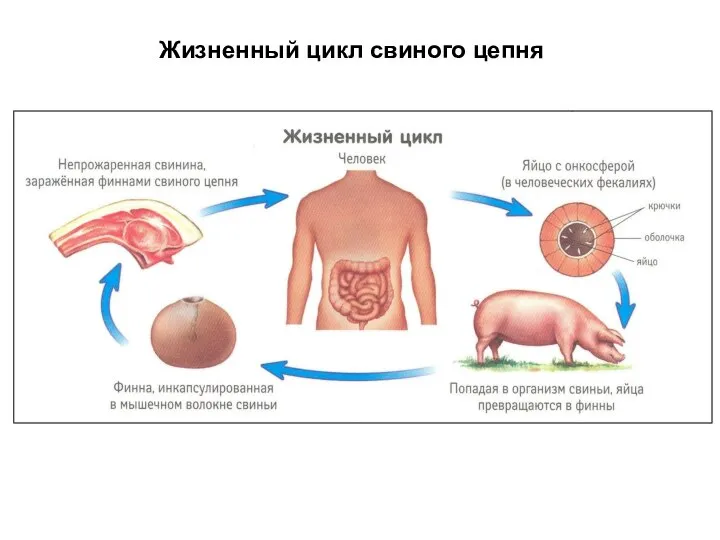 Жизненный цикл свиного цепня