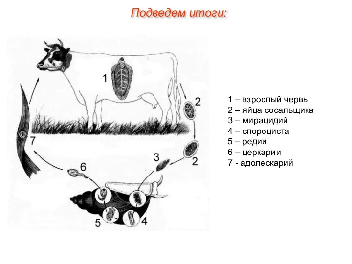 1 – взрослый червь 2 – яйца сосальщика 3 – мирацидий