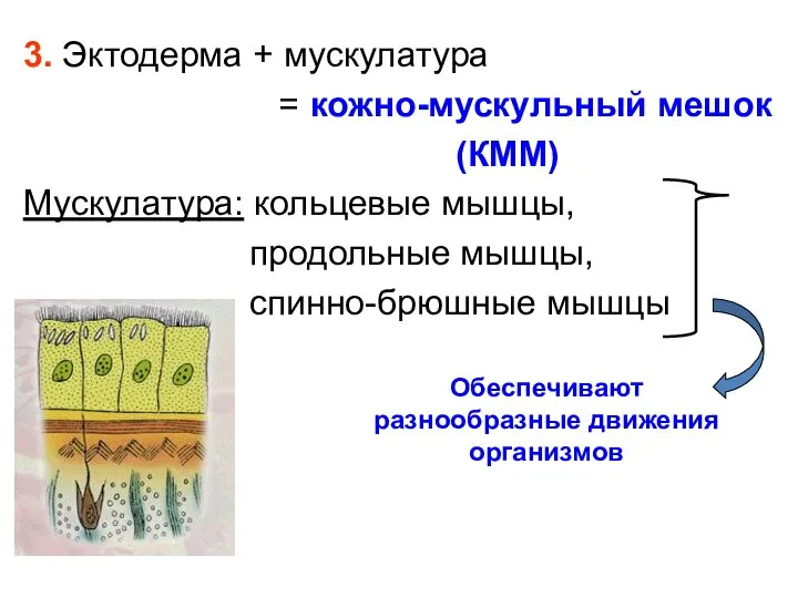 3. Эктодерма + мускулатура = кожно-мускульный мешок (КММ) Мускулатура: кольцевые мышцы,