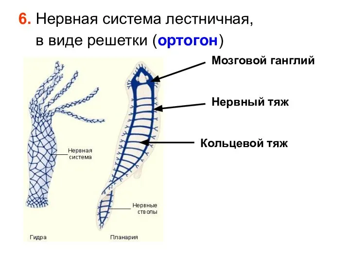 6. Нервная система лестничная, в виде решетки (ортогон) Мозговой ганглий Нервный тяж Кольцевой тяж