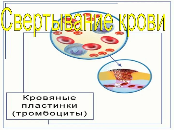 Свертывание крови