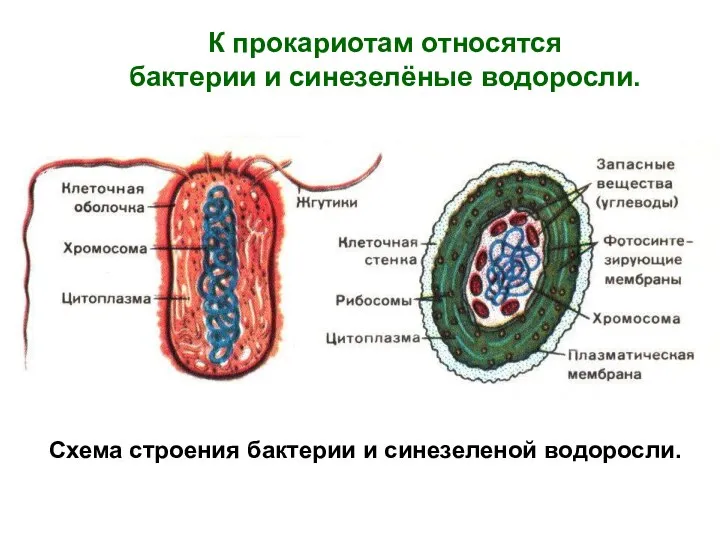 К прокариотам относятся бактерии и синезелёные водоросли. Схема строения бактерии и синезеленой водоросли.