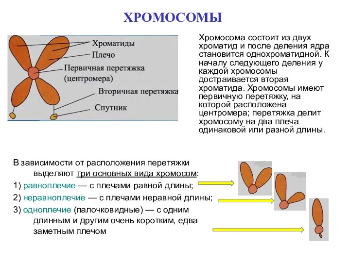 ХРОМОСОМЫ Хромосома состоит из двух хроматид и после деления ядра становится