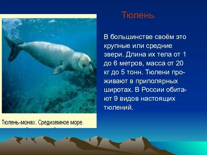 Тюлень. В большинстве своём это крупные или средние звери. Длина их