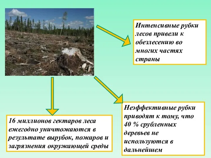 Интенсивные рубки лесов привели к обезлесению во многих частях страны 16