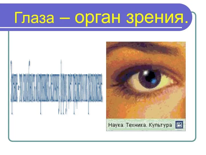 Глаза – орган зрения. Зрение - это способность воспринимать величину, форму, цвет предметов и их расположение.