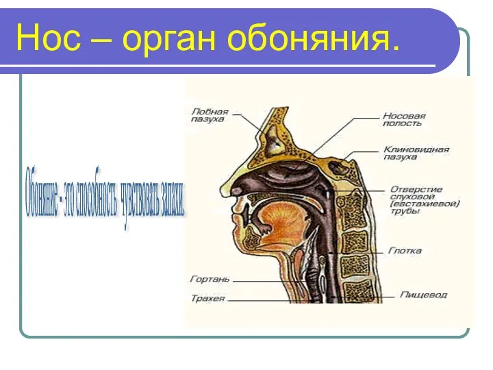 Нос – орган обоняния. Обоняние - это способность чувствовать запахи.